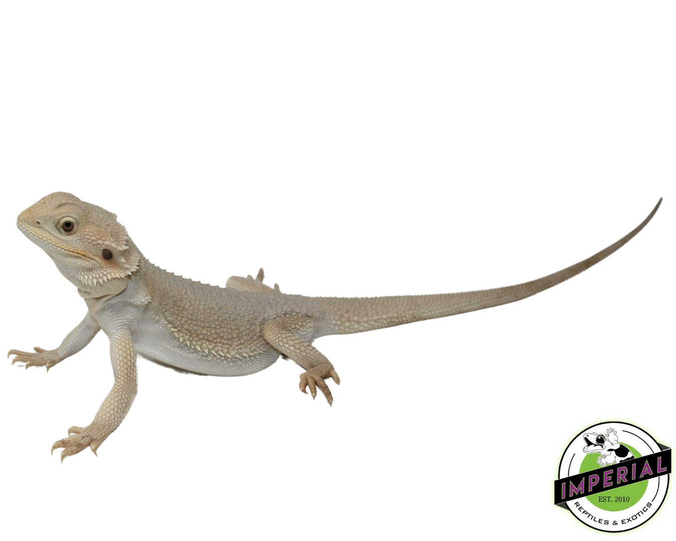 Hypo Witblits Bearded Dragon