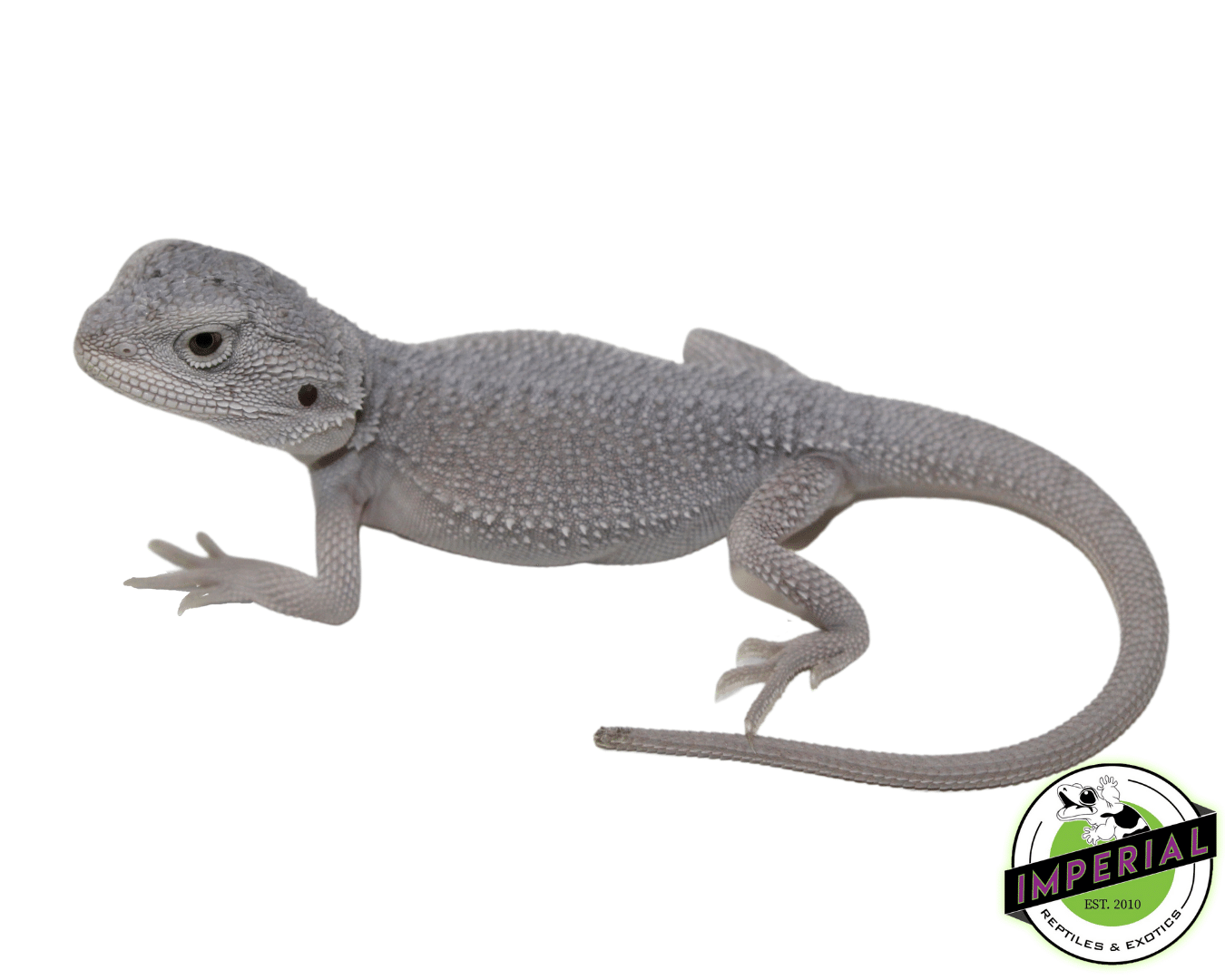 Hypo Zero Bearded Dragon Baby - Image 2