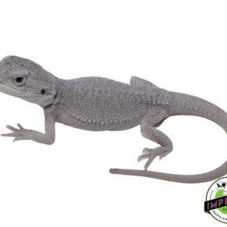 Hypo Zero Bearded Dragon Baby (#61523-08)