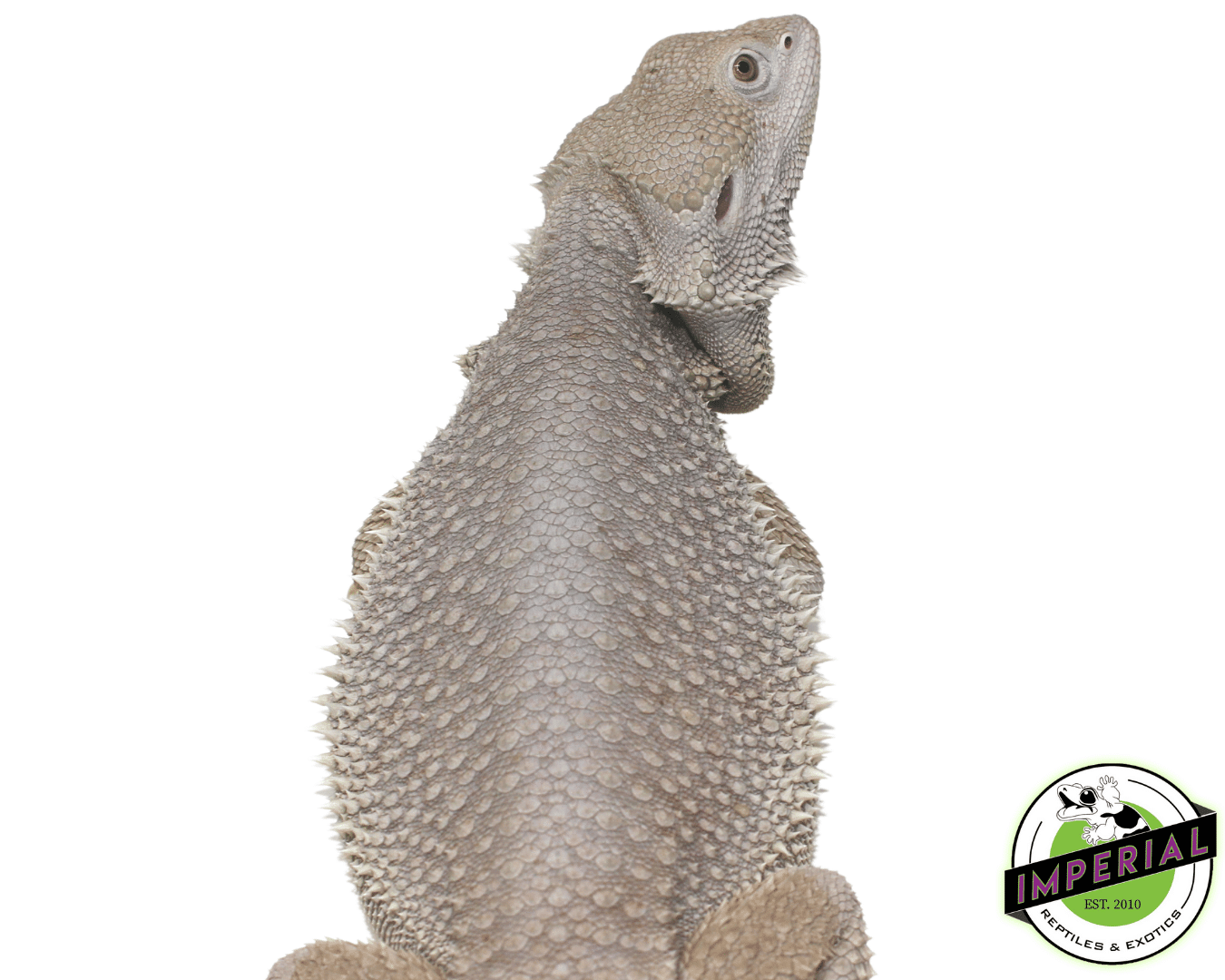 Zero Bearded Dragon Adult Male - Image 3