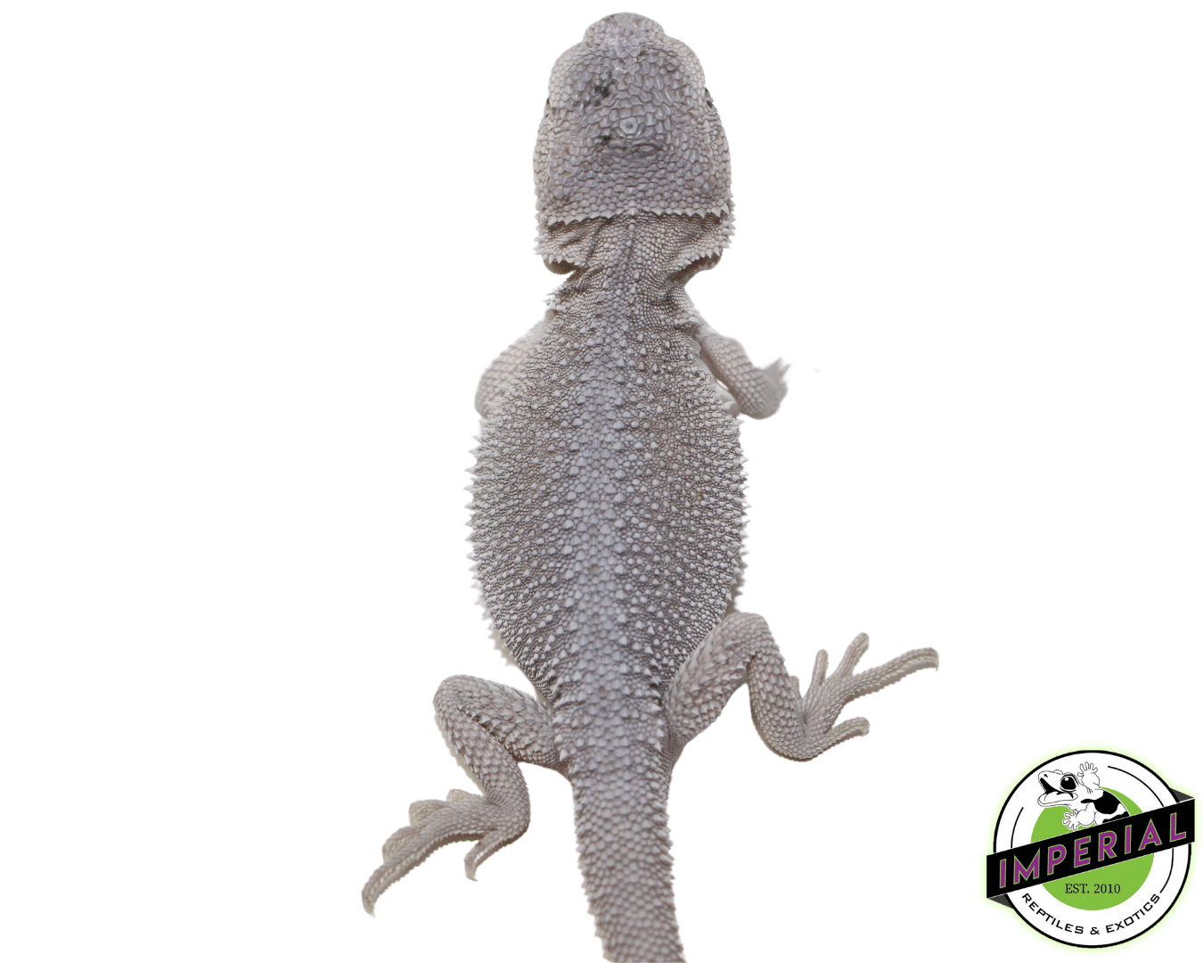 Hypo Zero Bearded Dragon Baby (#61523-08) - Image 2