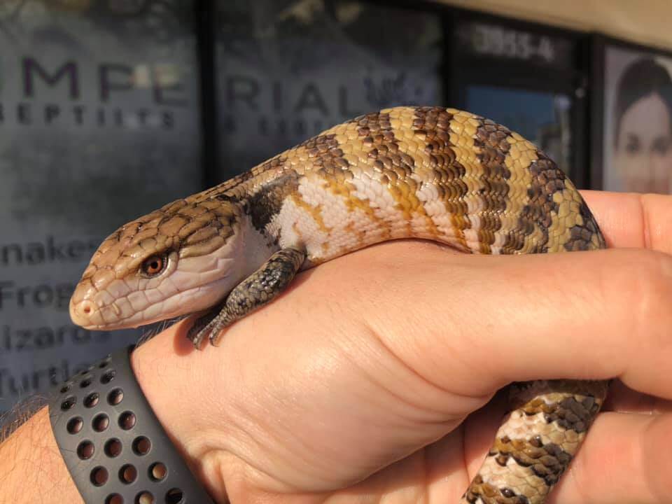 Irian Jaya Blue Tongue Skink Baby - Image 2