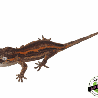 High-End Gargoyle Gecko Baby