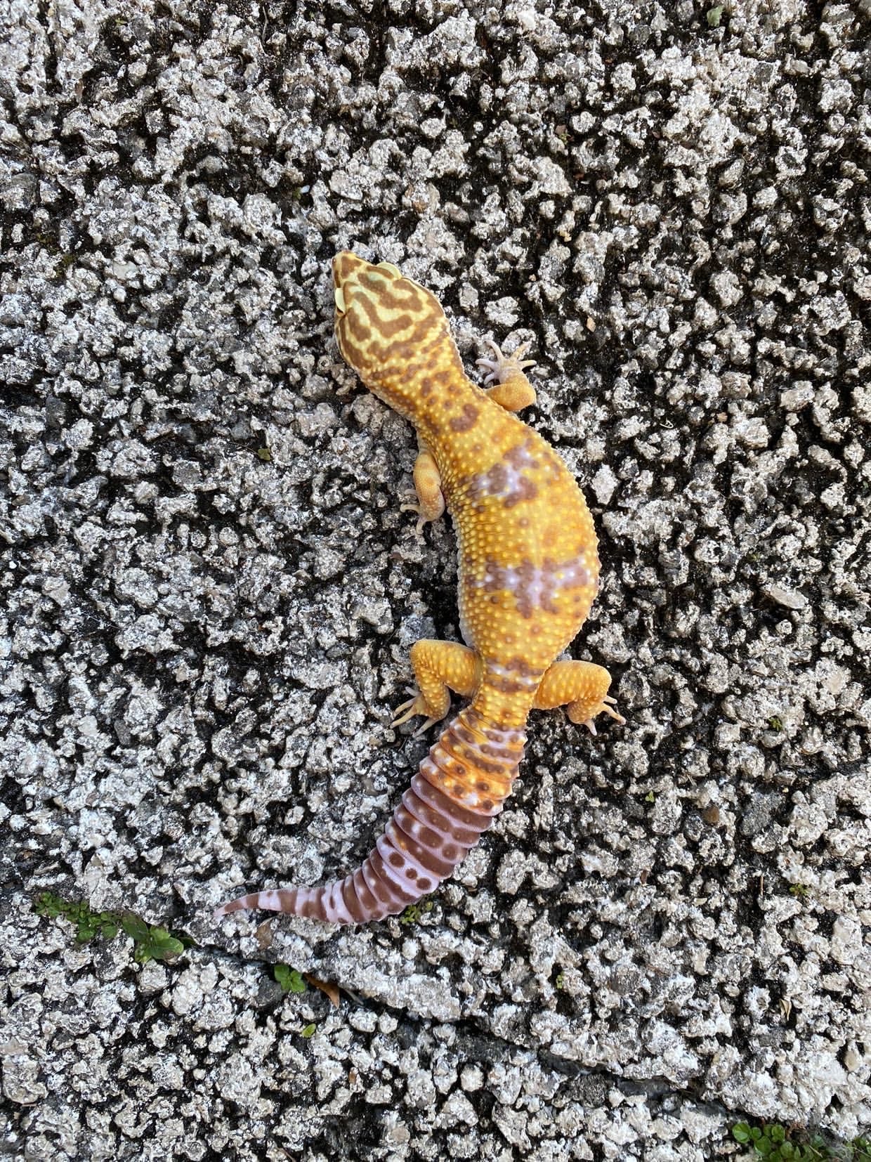 Tremper Albino Giant Leopard Gecko Young Adult Female - Image 2