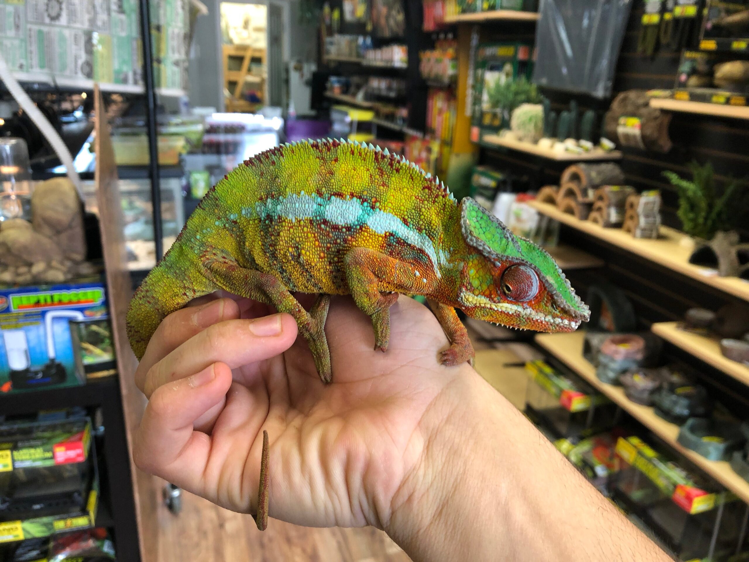 Panther Chameleon (Vohemar) - Image 3