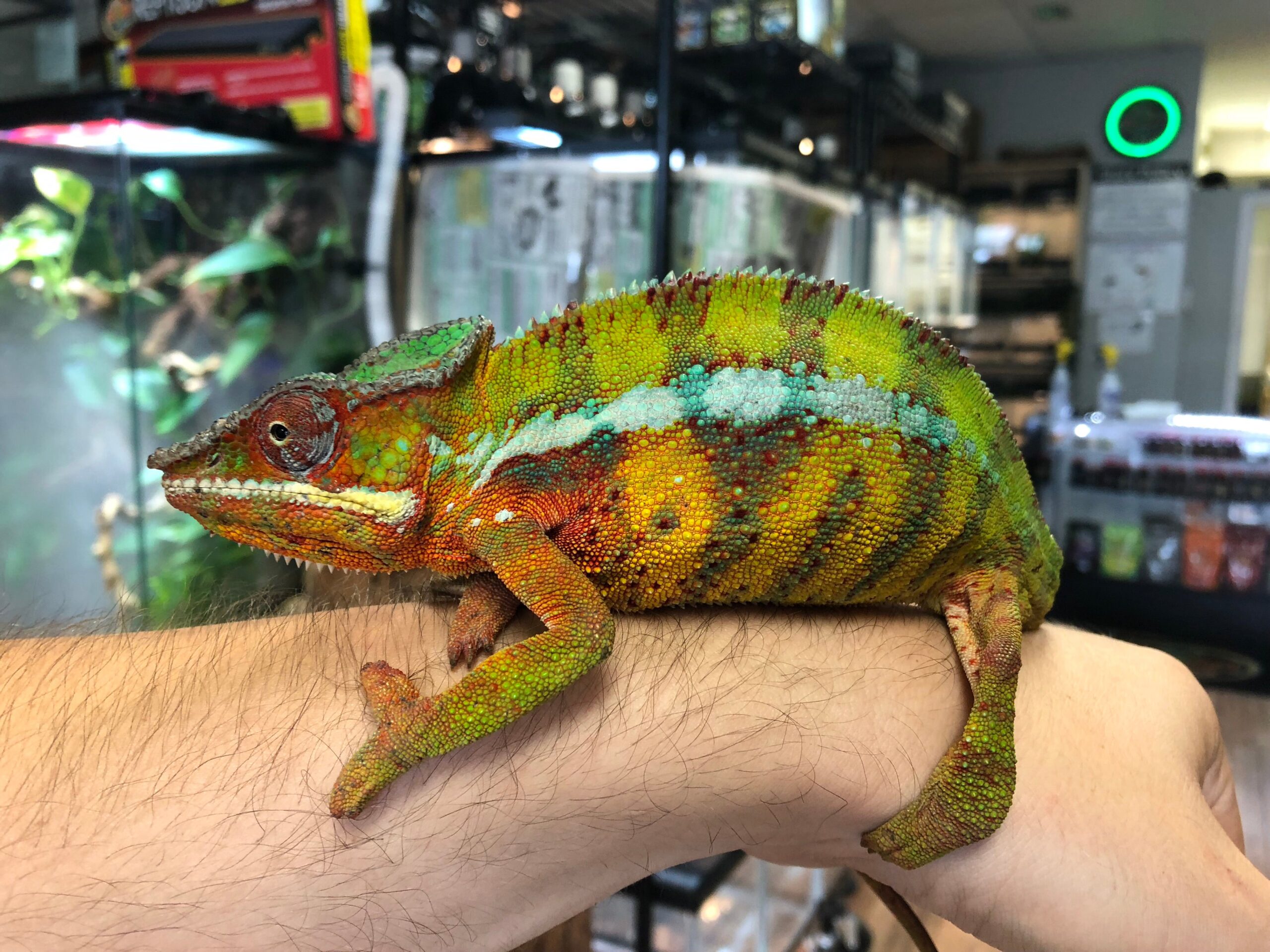 Panther Chameleon (Vohemar) - Image 2