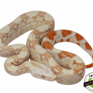 IMG Albino (Kahl) Boa Baby