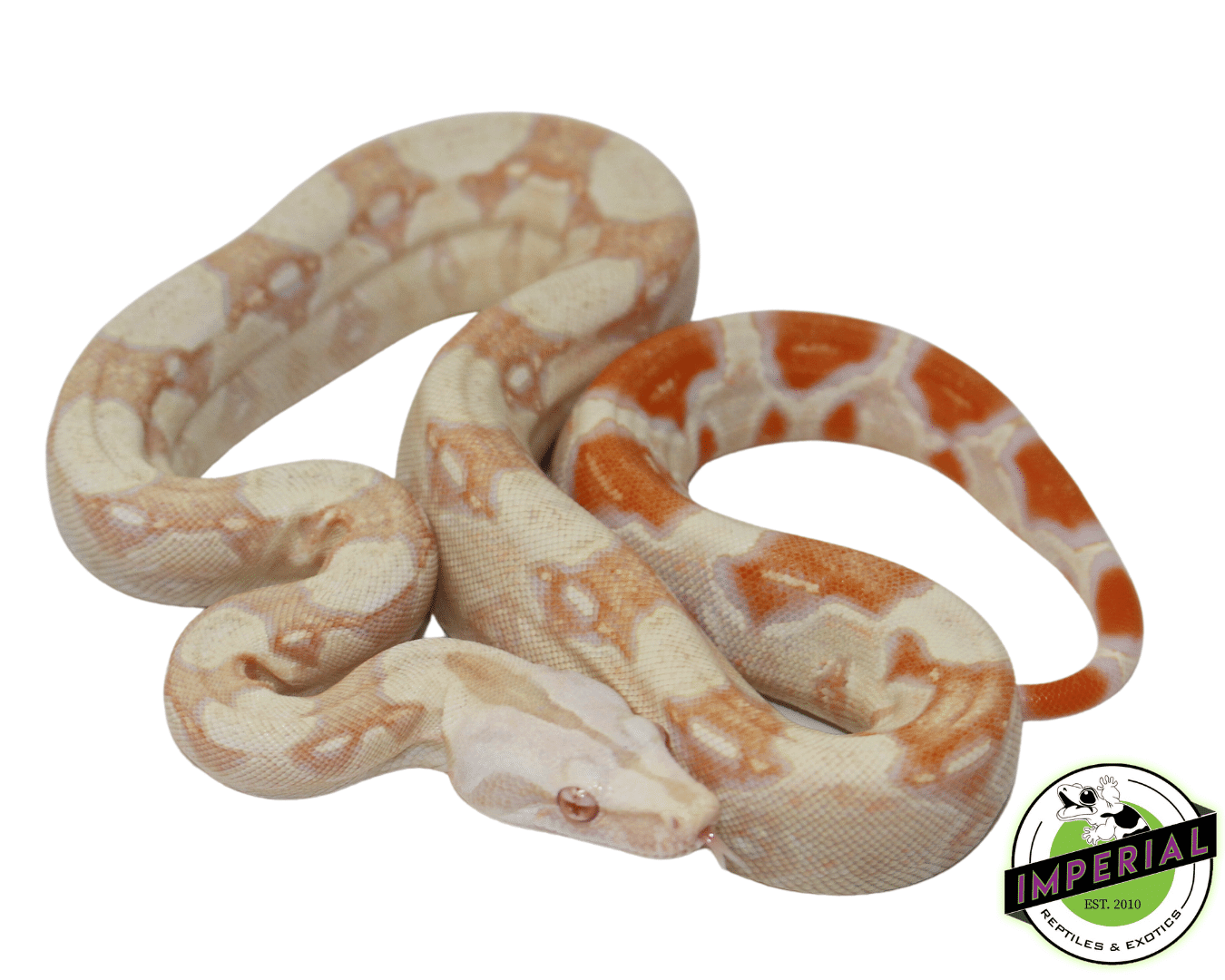 IMG Albino (Kahl) Boa Baby