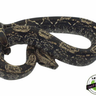 IMG het Anery ph Kahl BEA Albino Boa