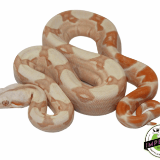 IMG Sunglow Boa Baby Male (#61423-01)