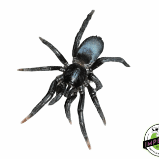 Indian Blue Dwarf Tarantula