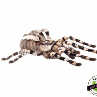 Indian Ornamental Tarantula (Poecilotheria regalis)