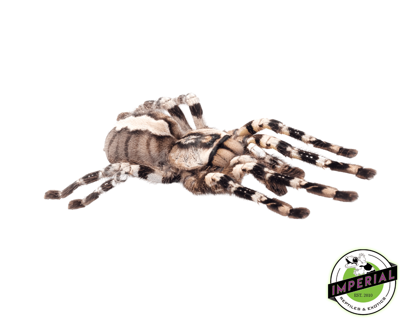 Indian Ornamental Tarantula (Poecilotheria regalis)