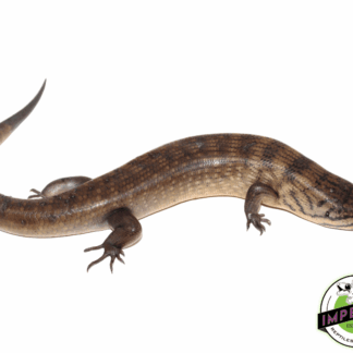 Halmahera Ground Skink