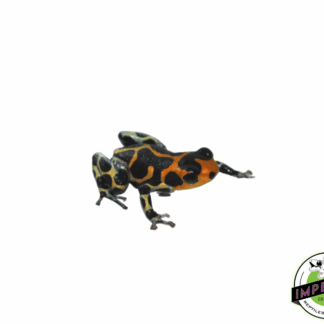 Intermedius Dart Frog Adult