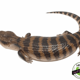 Irian Jaya Blue Tongue Skink Baby