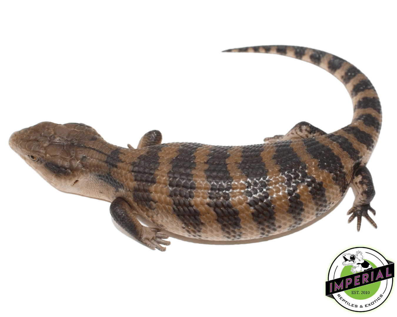 Irian Jaya Blue Tongue Skink Baby