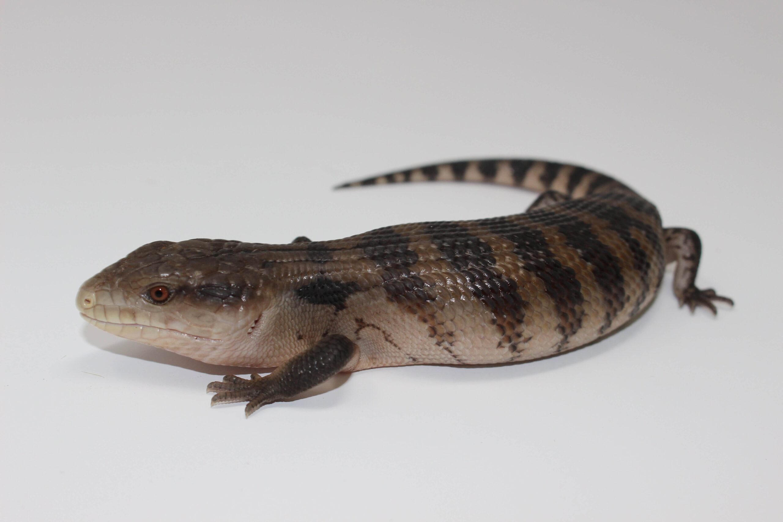 Irian Jaya Blue Tongue Skink Baby - Image 3