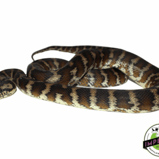 Carpet Python Adult