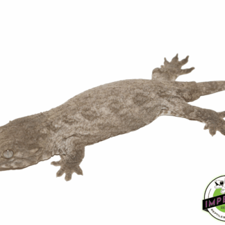 Island X Leachianus Gecko