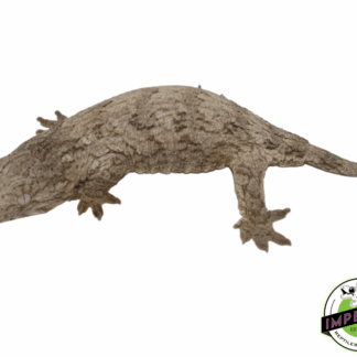 Leachianus Gecko "Island Mix”