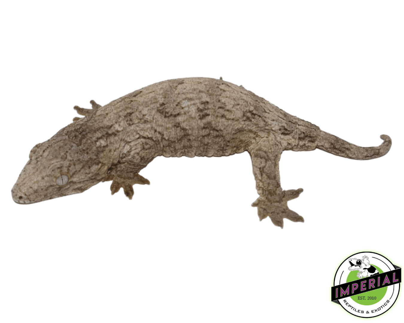 Leachianus Gecko "Island Mix”