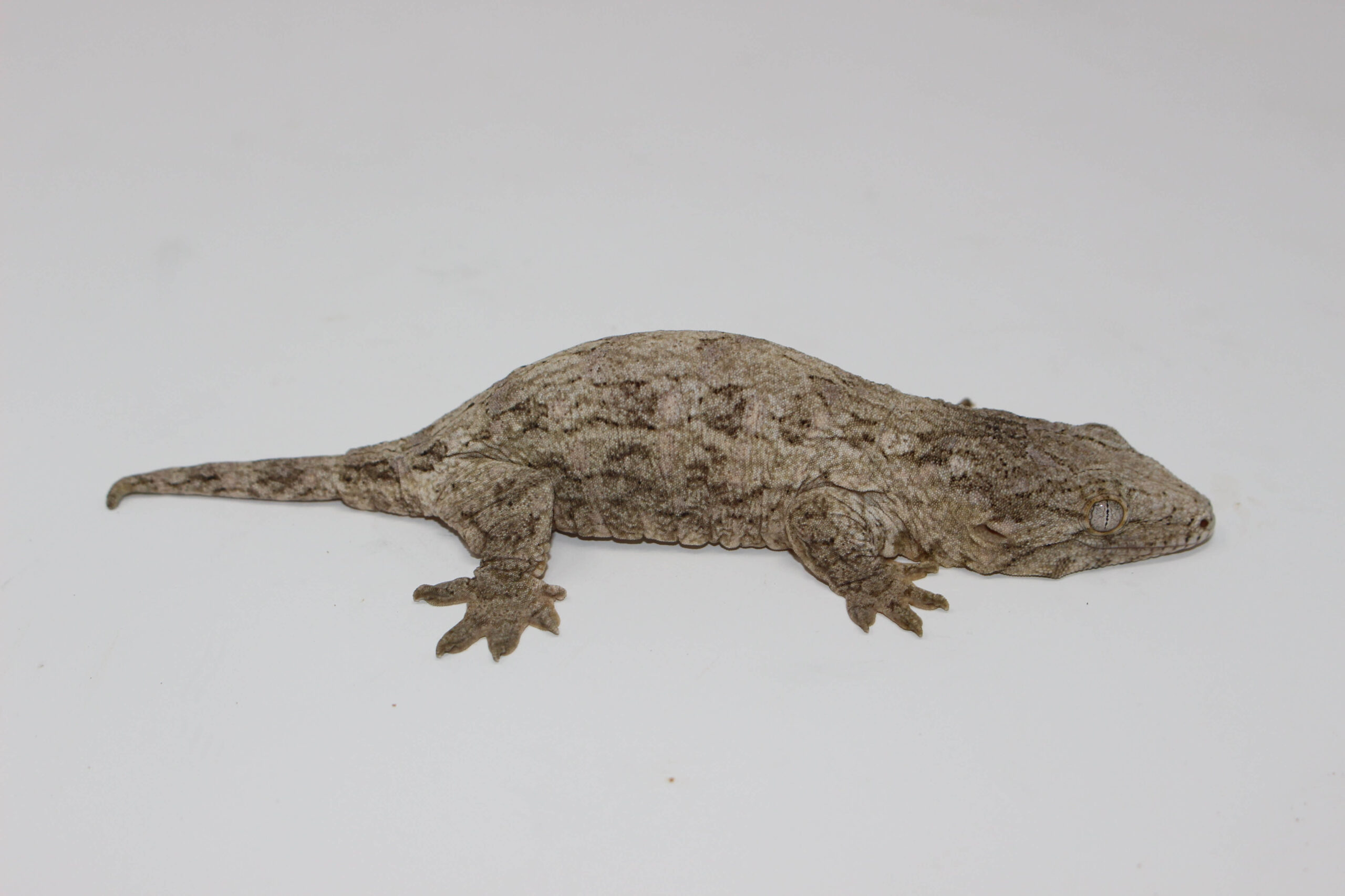 Leachianus Gecko "Island Mix” - Image 2