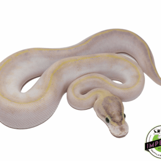 Ivory Ball Python