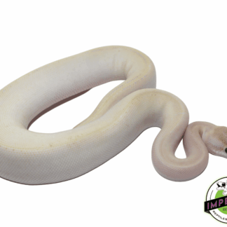Butter Ivory Genetic Stripe Ball Python