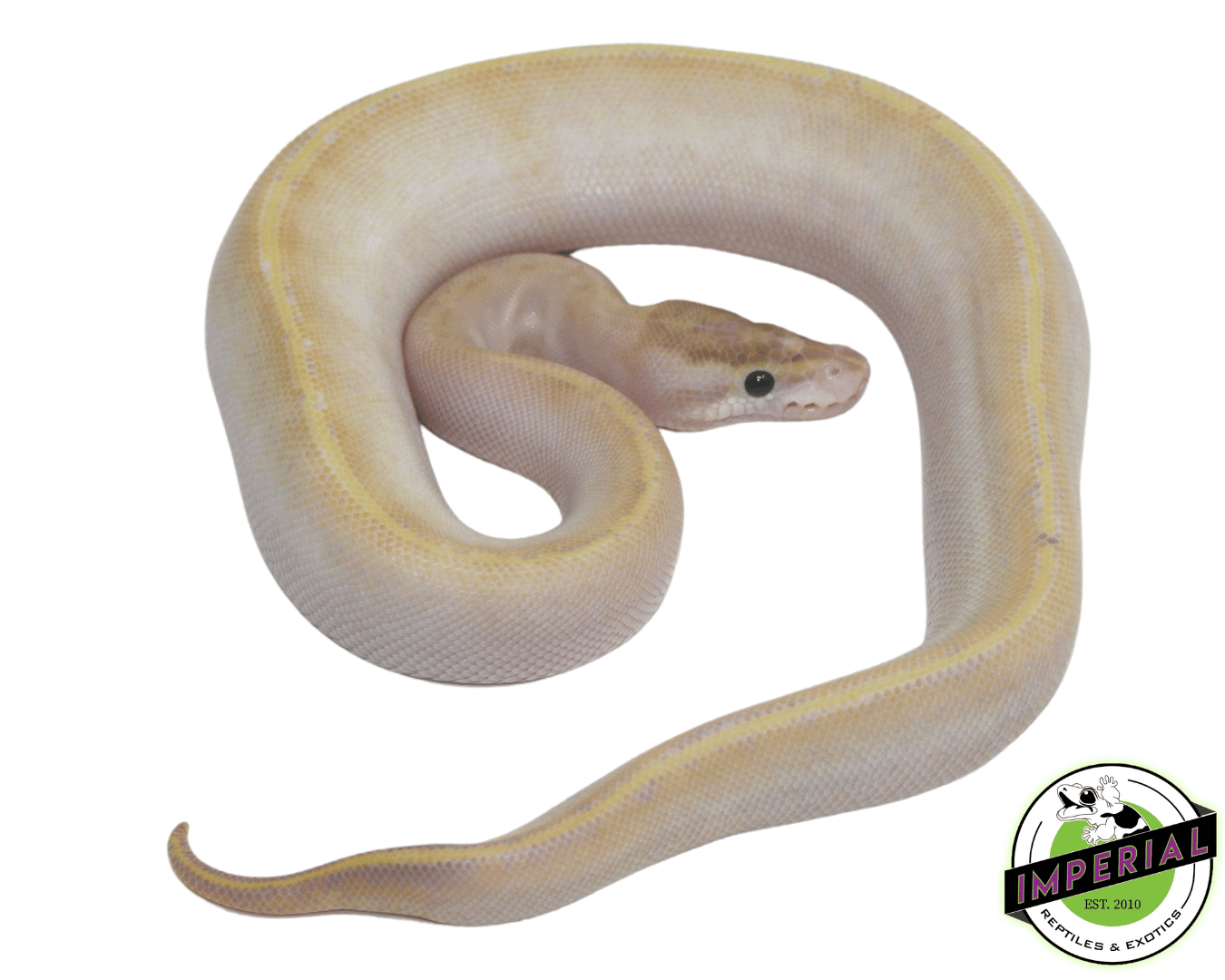 Ivory Genetic Stripe Ball Python - Image 2