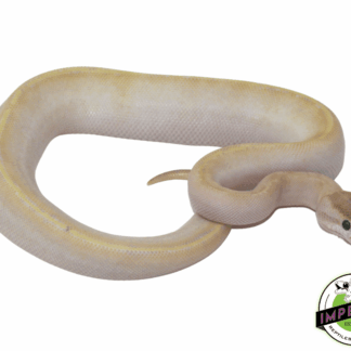 Ivory Genetic Stripe Ball Python