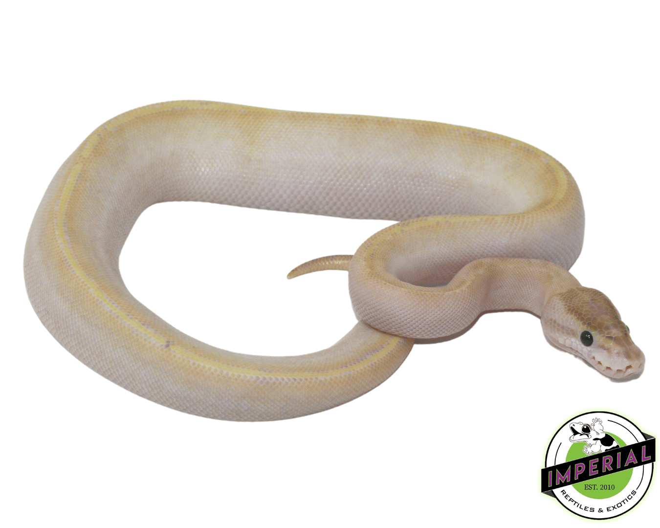 Ivory Genetic Stripe Ball Python