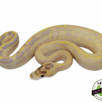 Ivory Leopard Enchi Ball Python