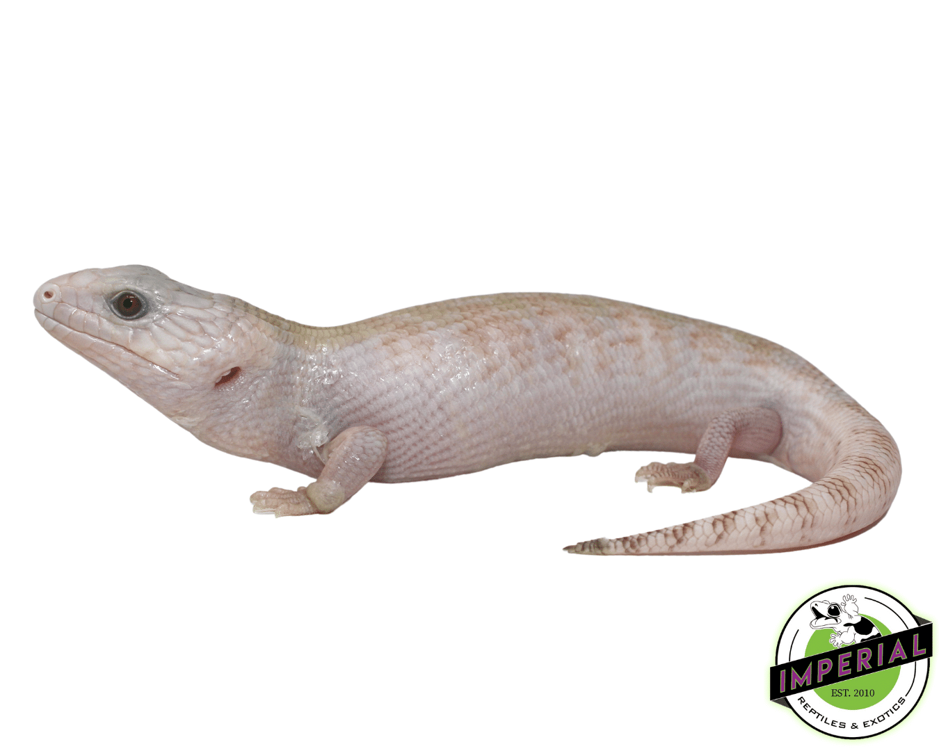 Ivory Northern Blue Tongue Skink Baby - Image 2