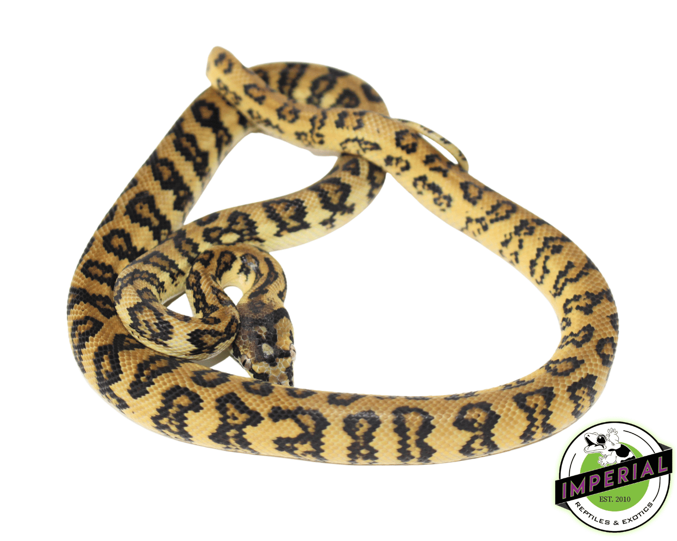 Jaguar het. Albino Carpet Python Female (82323-01) - Image 3