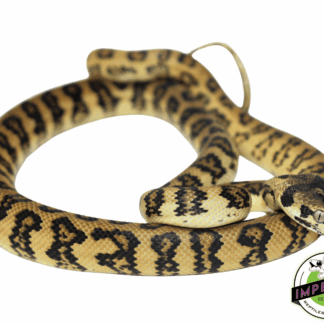 Jaguar het. Albino Carpet Python Female (82323-01)