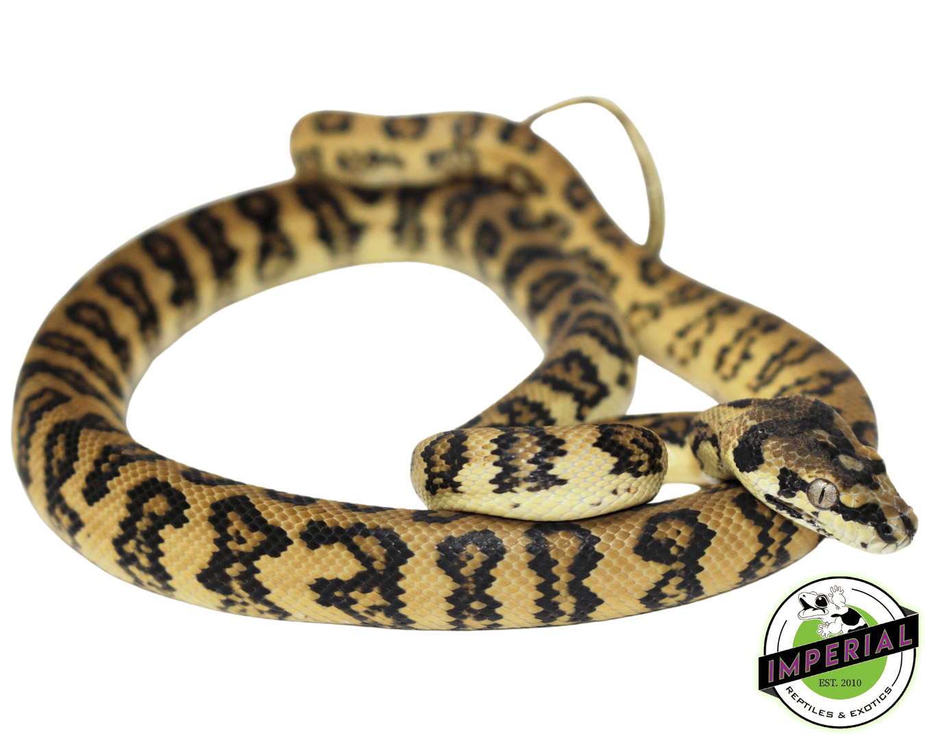 Jaguar het. Albino Carpet Python Female (82323-01)