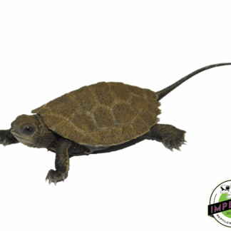 Japanese Pond Turtle Baby