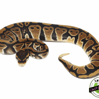 Jedi Ball Python