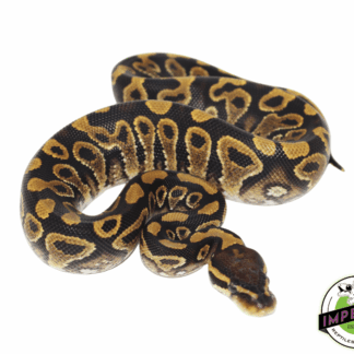 Jedi Yellowbelly Ball Python