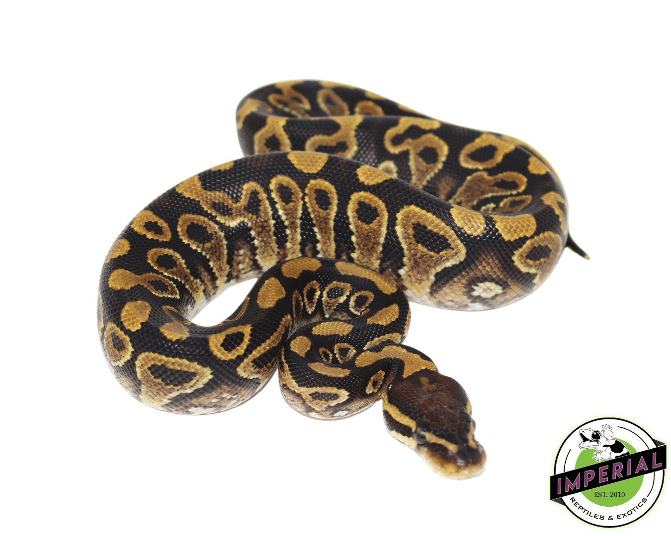 Jedi Yellowbelly Ball Python