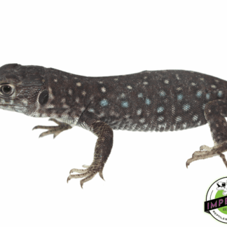 Blue Pearl Jeweled Lacerta