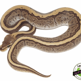 Jigsaw Ball Python