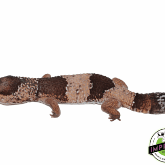 Jumbo African Fat Tail Gecko Male