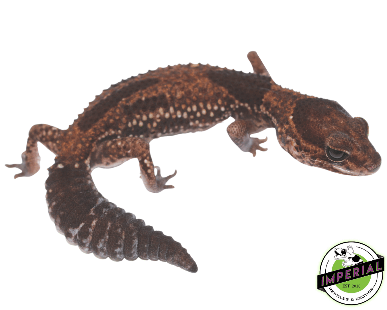 Aberrant African Fat Tail Gecko - Image 3