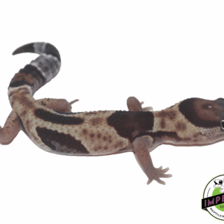 Aberrant African Fat Tail Gecko Baby