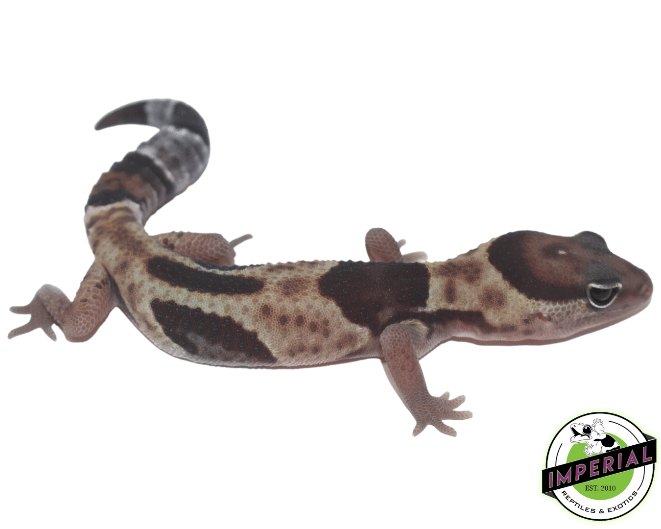 Aberrant African Fat Tail Gecko Baby