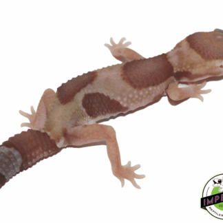 Jungle "Aberrant" Tangerine Amel (Albino) African Fat Tail Gecko Baby