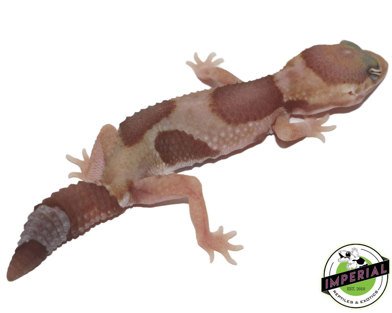 Jungle "Aberrant" Tangerine Amel (Albino) African Fat Tail Gecko Baby