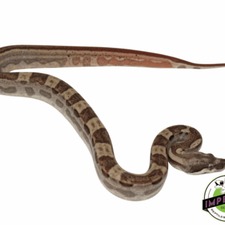 Jungle Hypo Motley Colombian Boa